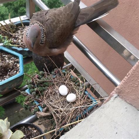 斑鳩築巢下蛋風水|【斑鳩 風水】妳要發了 